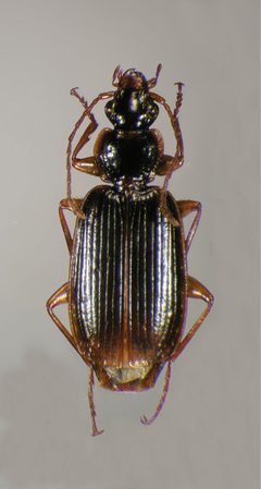 Cymindis platicollis by (c) Wesley M. Hunting, some rights reserved (CC BY). Used under a CC-BY license.