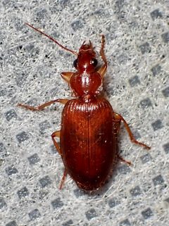 Cymindis punctifera by (c) Sue Carnahan, some rights reserved (CC BY), uploaded by Sue Carnahan. Used under a CC-BY license.