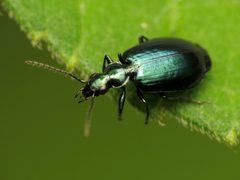 Lebia viridis by (c) Katja Schulz, some rights reserved (CC BY). Used under a CC-BY license.