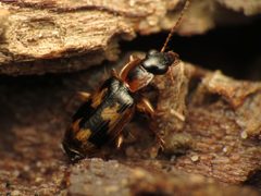 Phloeoxena by (c) Katja Schulz, some rights reserved (CC BY). Used under a CC-BY license.