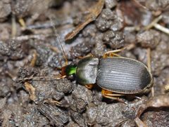 Chlaenius impunctifrons by (c) Matt Muir, some rights reserved (CC BY). Used under a CC-BY license.