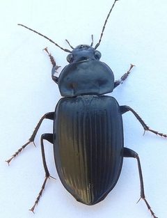 Diplocheila major by (c) jimeckert49, some rights reserved (CC BY). Used under a CC-BY license.