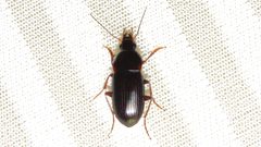Lachnocrepis by (c) Dan MacNeal, some rights reserved (CC BY), uploaded by Dan MacNeal. Used under a CC-BY license.