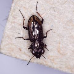 Notiophilus biguttatus by (c) Barry Walter, some rights reserved (CC BY), uploaded by Barry Walter. Used under a CC-BY license.