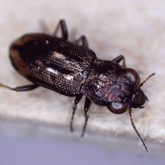 Notiophilus biguttatus by (c) Barry Walter, some rights reserved (CC BY), uploaded by Barry Walter. Used under a CC-BY license.