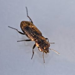 Notiophilus novemstriatus by (c) Bill Keim, some rights reserved (CC BY). Used under a CC-BY license.