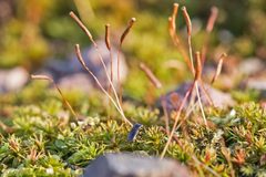 Notiophilus novemstriatus by (c) Bill Keim, some rights reserved (CC BY). Used under a CC-BY license.