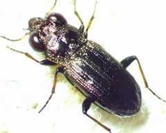 Notiophilus novemstriatus by no rights reserved, uploaded by Ken Kneidel. Used under a CC0 license.