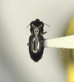 Notiophilus semistriatus by (c) Kyle Rossner, some rights reserved (CC BY), uploaded by Kyle Rossner. Used under a CC-BY license.