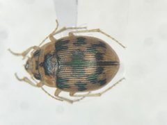 Omophron tessellatum by no rights reserved, uploaded by Nick Bédard. Used under a CC0 license.