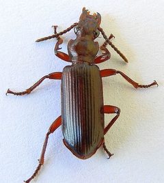 Goniotropis parca by (c) jimeckert49, some rights reserved (CC BY). Used under a CC-BY license.