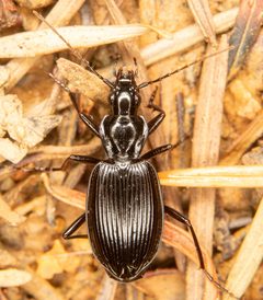 Platynus by (c) Michael Warner, some rights reserved (CC BY), uploaded by Michael Warner. Used under a CC-BY license.