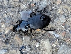 Cyclotrachelus sodalis by (c) DeeF, some rights reserved (CC BY), uploaded by DeeF. Used under a CC-BY license.