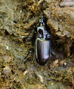 Lophoglossus by (c) Gordon C. Snelling, some rights reserved (CC BY), uploaded by Gordon C. Snelling. Used under a CC-BY license.