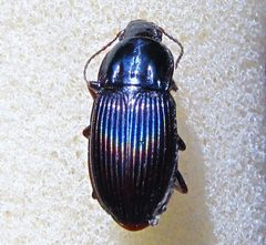 Pterostichus sculptus by no rights reserved, uploaded by Ken Kneidel. Used under a CC0 license.