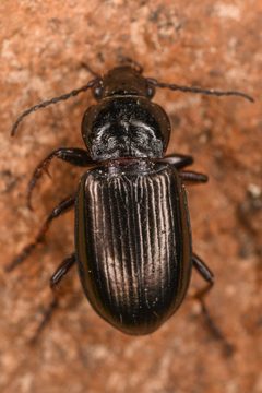 Stereocerus haematopus by (c) Trevor Van Loon, some rights reserved (CC BY), uploaded by Trevor Van Loon. Used under a CC-BY license.