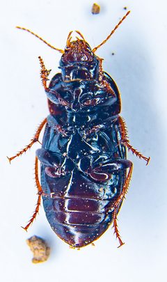 Amara californica by (c) Michael Warner, some rights reserved (CC BY), uploaded by Michael Warner. Used under a CC-BY license.