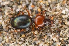Akephorus obesus by (c) Trevor Van Loon, some rights reserved (CC BY), uploaded by Trevor Van Loon. Used under a CC-BY license.