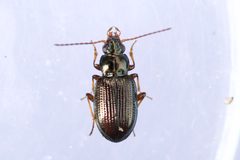 Bembidion nigrum by (c) Owen Strickland, some rights reserved (CC BY), uploaded by Owen Strickland. Used under a CC-BY license.