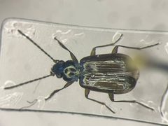 Bembidion rusticum by no rights reserved, uploaded by Nick Bédard. Used under a CC0 license.