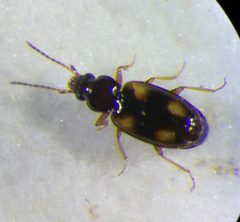 Elaphropus quadrisignatus by (c) carnifex, some rights reserved (CC BY), uploaded by carnifex. Used under a CC-BY license.
