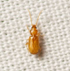 Micratopus by (c) Justin Williams, some rights reserved (CC BY), uploaded by Justin Williams. Used under a CC-BY license.