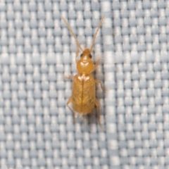 Micratopus by (c) Ken-ichi Ueda, some rights reserved (CC BY), uploaded by Ken-ichi Ueda. Used under a CC-BY license.