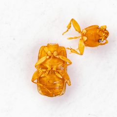 Micratopus insularis by (c) Justin Williams, some rights reserved (CC BY), uploaded by Justin Williams. Used under a CC-BY license.