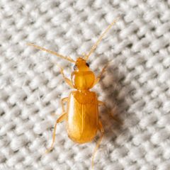 Micratopus insularis by (c) Justin Williams, some rights reserved (CC BY), uploaded by Justin Williams. Used under a CC-BY license.