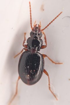 Trechus ovipennis by (c) Trevor Van Loon, some rights reserved (CC BY), uploaded by Trevor Van Loon. Used under a CC-BY license.