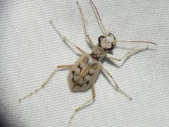 Ellipsoptera lepida by (c) Sam Kieschnick, some rights reserved (CC BY), uploaded by Sam Kieschnick. Used under a CC-BY license.