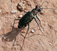 Cicindelidia punctulata by (c) Catherine C. Galley, some rights reserved (CC BY), uploaded by Catherine C. Galley. Used under a CC-BY license.