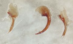 Ilybiosoma seriatum by (c) Matthew Pintar, some rights reserved (CC BY), uploaded by Matthew Pintar. Used under a CC-BY license.