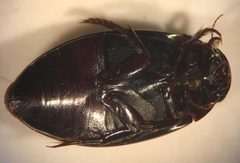 Ilybius biguttulus by (c) Matthew Pintar, some rights reserved (CC BY), uploaded by Matthew Pintar. Used under a CC-BY license.