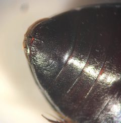 Ilybius biguttulus by (c) Matthew Pintar, some rights reserved (CC BY), uploaded by Matthew Pintar. Used under a CC-BY license.