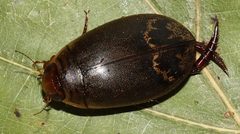 Acilius fraternus by (c) Gordon C. Snelling, some rights reserved (CC BY), uploaded by Gordon C. Snelling. Used under a CC-BY license.