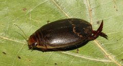 Acilius fraternus by (c) Gordon C. Snelling, some rights reserved (CC BY), uploaded by Gordon C. Snelling. Used under a CC-BY license.