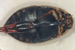 Acilius fraternus by (c) Matthew Pintar, some rights reserved (CC BY), uploaded by Matthew Pintar. Used under a CC-BY license.