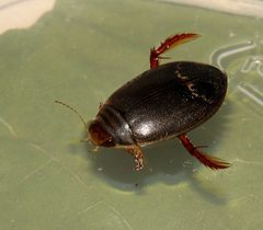 Acilius fraternus by (c) Gordon C. Snelling, some rights reserved (CC BY), uploaded by Gordon C. Snelling. Used under a CC-BY license.