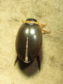 Graphoderus fascicollis by (c) Louis Imbeau, some rights reserved (CC BY), uploaded by Louis Imbeau. Used under a CC-BY license.