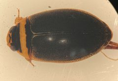 Graphoderus fascicollis by (c) Matthew Pintar, some rights reserved (CC BY), uploaded by Matthew Pintar. Used under a CC-BY license.