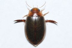 Graphoderus liberus by (c) Owen Strickland, some rights reserved (CC BY), uploaded by Owen Strickland. Used under a CC-BY license.