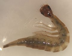 Thermonectus basillaris by (c) Matthew Pintar, some rights reserved (CC BY), uploaded by Matthew Pintar. Used under a CC-BY license.