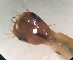 Thermonectus basillaris by (c) Matthew Pintar, some rights reserved (CC BY), uploaded by Matthew Pintar. Used under a CC-BY license.