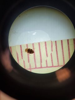 Liodessus flavicollis by (c) Bennett Grappone, some rights reserved (CC BY), uploaded by Bennett Grappone. Used under a CC-BY license.