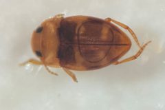 Liodessus flavicollis by (c) Matthew Pintar, some rights reserved (CC BY), uploaded by Matthew Pintar. Used under a CC-BY license.