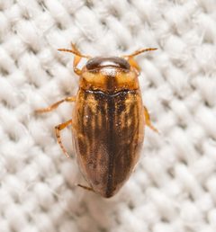 Liodessus obscurellus by (c) Justin Williams, some rights reserved (CC BY), uploaded by Justin Williams. Used under a CC-BY license.