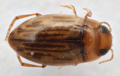 Neobidessus pulloides by (c) Matthew Pintar, some rights reserved (CC BY), uploaded by Matthew Pintar. Used under a CC-BY license.