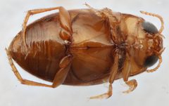 Neobidessus pulloides by (c) Matthew Pintar, some rights reserved (CC BY), uploaded by Matthew Pintar. Used under a CC-BY license.