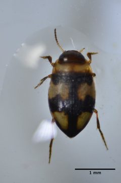 Neoclypeodytes leachi by (c) Don Loarie, some rights reserved (CC BY). Used under a CC-BY license.